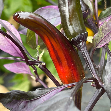 Purple Tiger x Jalapeno - Seeds - The Pepper Pantry (Formerly Marie Sharp's)